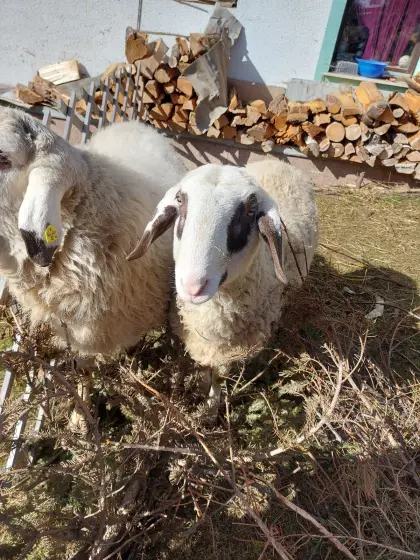Kärntner Brillenschaf Widder