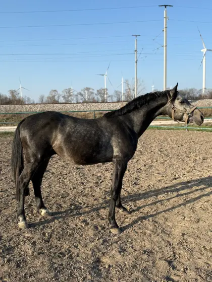 Nachwuchsstar von Casino Berlin zum Selberausbilden Casilaco