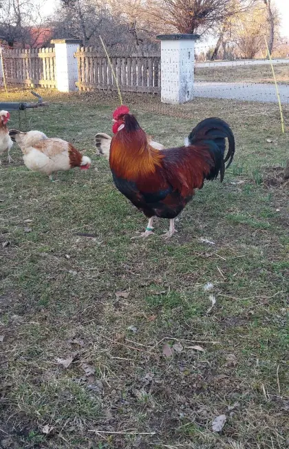 Sulmtaler Hahn von 2025