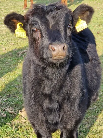 Bio Dexter, Stier-Kalb, hornlos