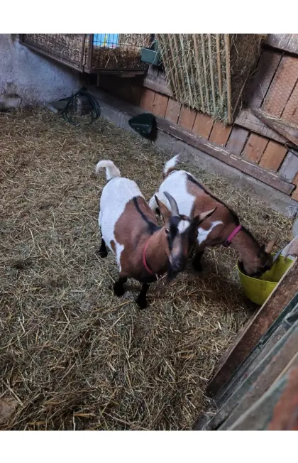 Zwergziegen-Pärchen