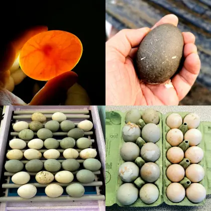 Cayugaenten, Streicherenten - Bruteier