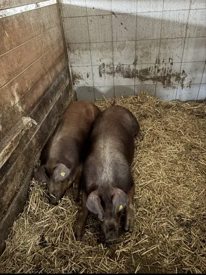 Duroc Schlachtschweine