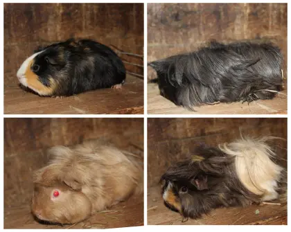 Meerschweinchen 1 Jahr alt