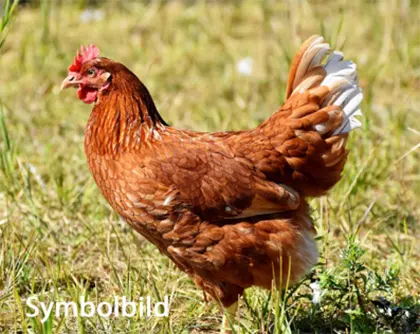 Legehennen braun, 1 Jahr abzugeben (10 Stk.)