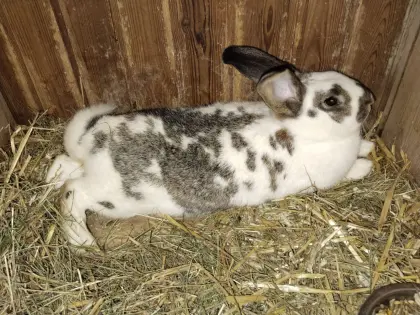 Große Riesen-Schecken-Häsin