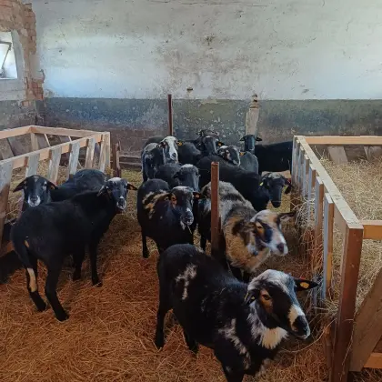 Krainersteinschaf, weiblich, 1 Jahr, aus Melkbetrieb