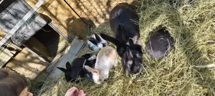 Hasen Babys zu verkaufen