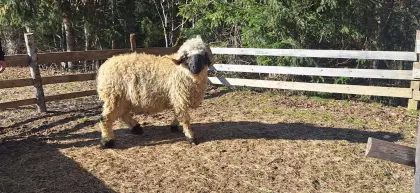 Walliser Schwarznasen-Widder