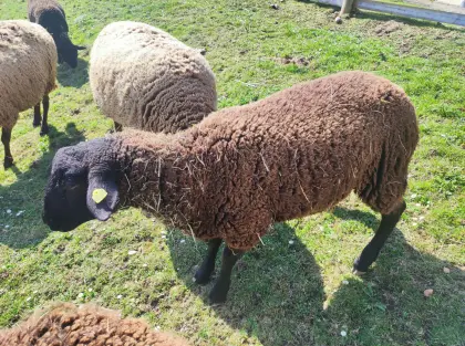 Reinrassiger BIO-Jura-Widder abzugeben