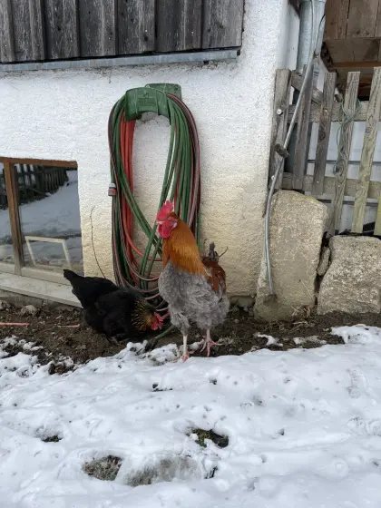 Liebenswerter Hahn sucht Zuhause