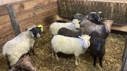 Quessant Zwergschafe