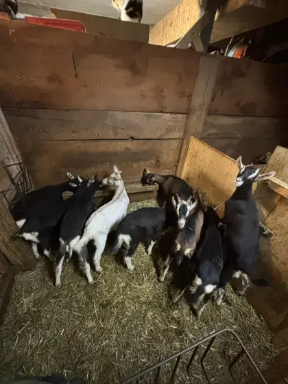 Ziegen kitze zu verkaufen