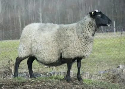 Suche Romanov Schafe