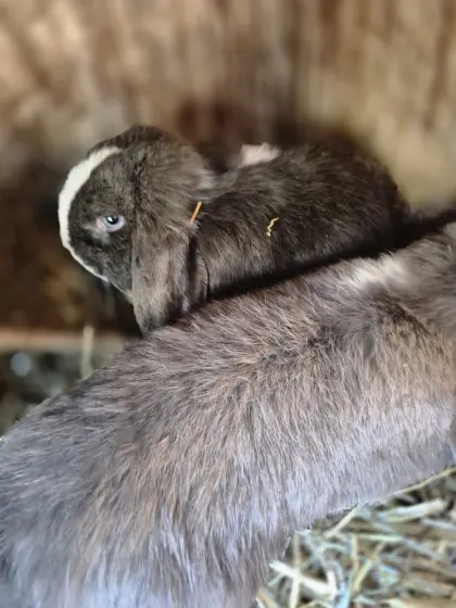 Zwerghase Mini-Lop-Widder