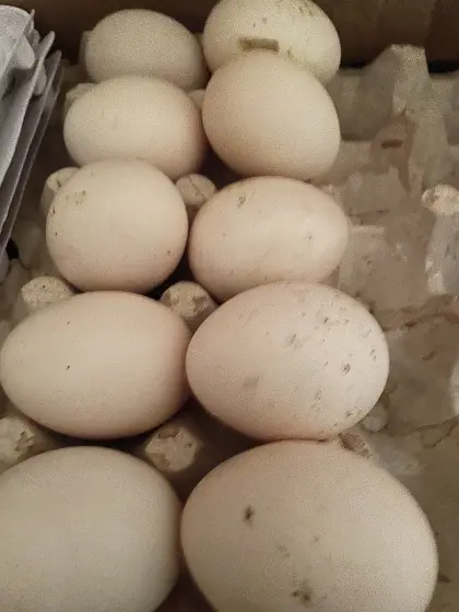 Reinrassige Sussex Bruteier, bunt gemischte Bruteier