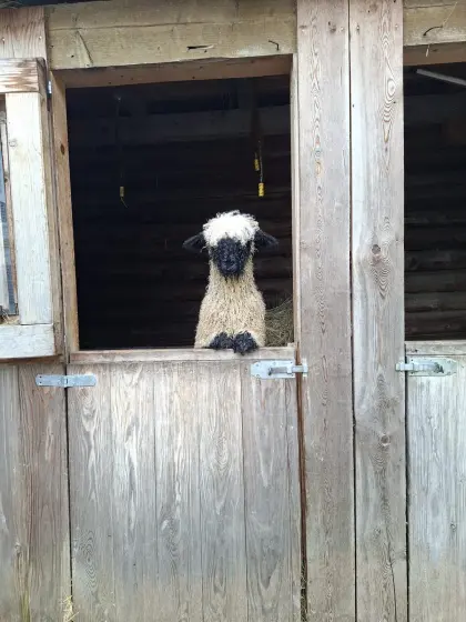 Walliser Schwarznasenschaf