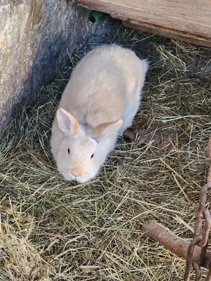 3 Hasen zu verschenken