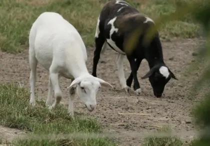 Suche trächtige Nolana Mutterschafe, weibliche Lämmer, Bock