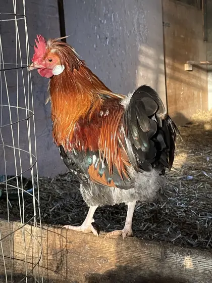 Zwerg-Sulmtaler Bruteier abzugeben