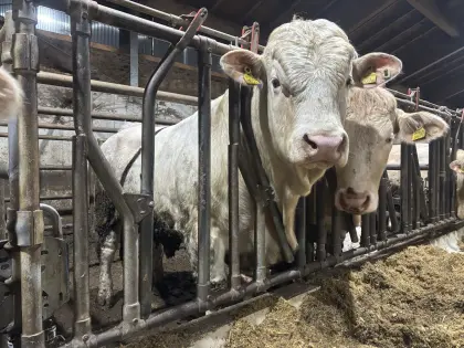 Kärntner Blondvieh Zuchtstier zu verkaufen