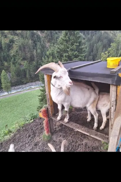 Verkaufe zutraulichen Saanenziegenbock