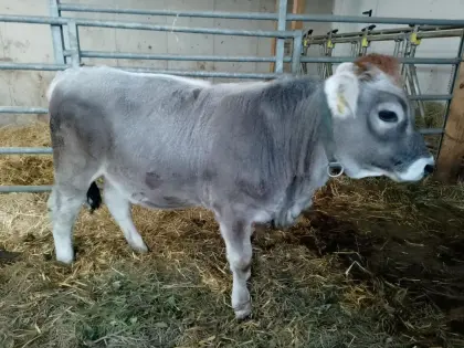 Schöne Tiroler Grauvieh-Kalbin