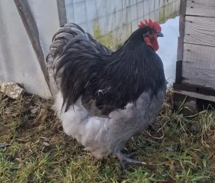 Orpington Junghähne