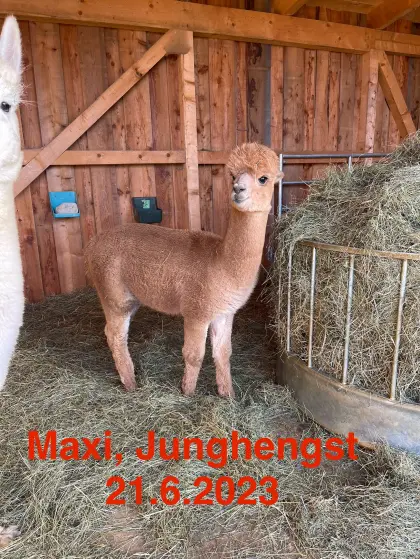 Alpaka-Junghengst, Hobbytier