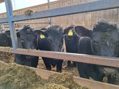 Angus-Kalbinnen mit Herdebuch