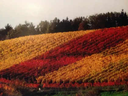 Weingarten Nähe Feldbach/Kornberg zu verpachten