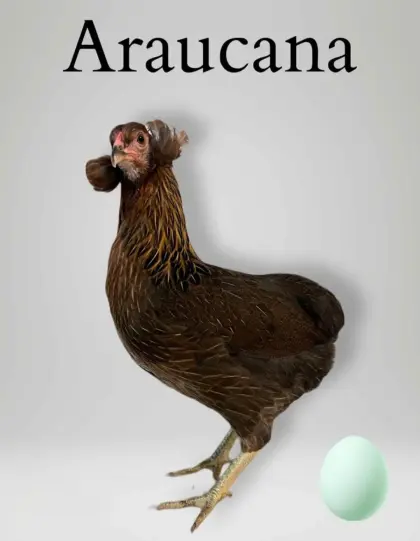 Hühner, Rassehühner, Brahma, Lachshuhn, Wyandotte, Marans