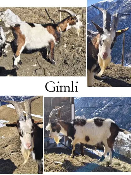 Tauernschecken-Bock Gimli