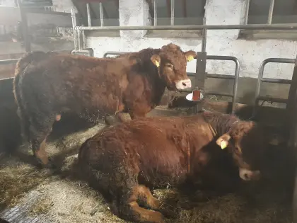 Verkaufe hornlosen reinrassigen Limousinzuchtstier BIO