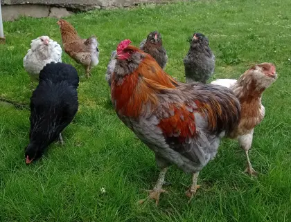 Araucana Bruteier Grünleger