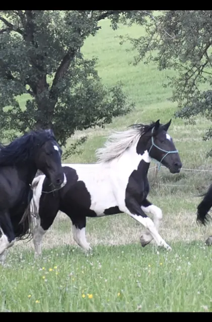 3-jährige Noriker-Scheckstute