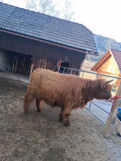 Hochlandrind Bio Kalbin