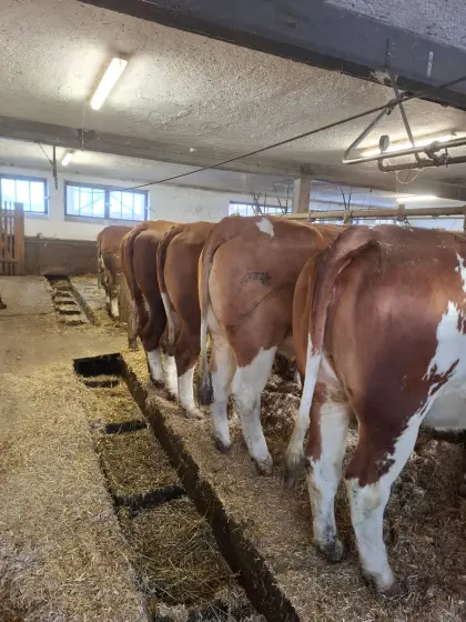 Verkaufe Bio Fleckviehkalbinnen