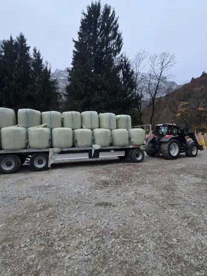 Silomais Top Qualität