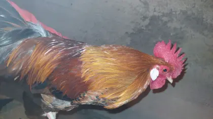 Steinpiperl-Hähne und Mischlinge