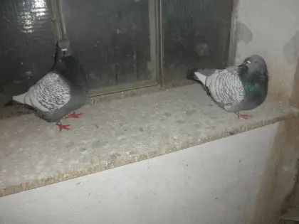 Luchstauben geschuppt