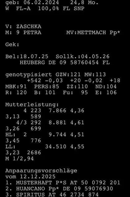 Verkaufe hochträchtige Fleckvieh Zucht Kalbin