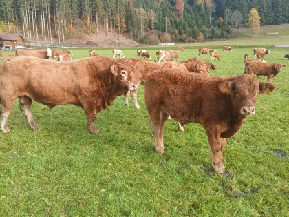 Suche Pachtflächen im Gurktal