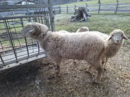 Weißer Steinschafwidder