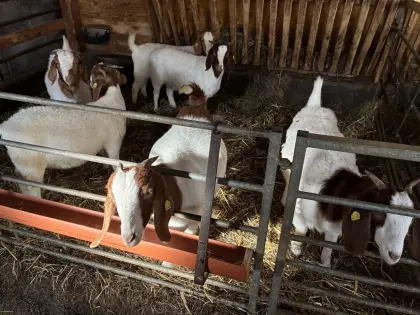 Verkaufe weibliche Burenziegen