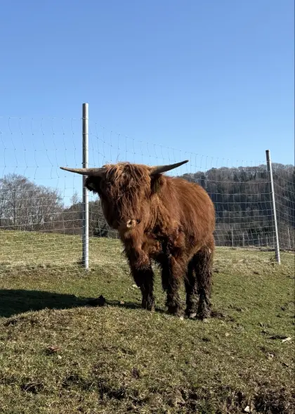 Hochlandrind-Stier zu verkaufen