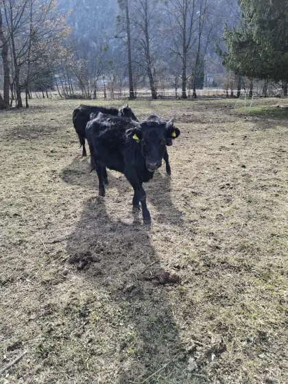 Dexter Kalbin tragend