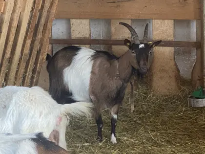 Trächtige Steirische Scheckenziegen Bio, Herdebuch