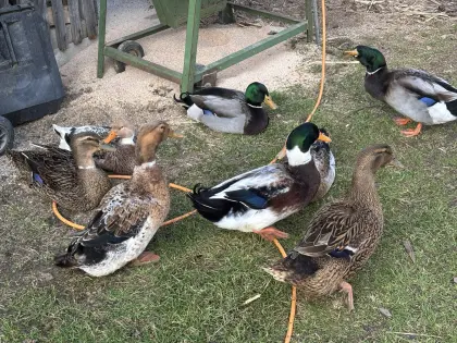 Enten und Erpel