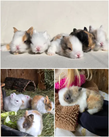 Löwenkopf Zwergkaninchen